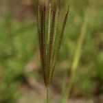 Chloris virgata Fruit