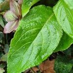 Pentaglottis sempervirens Blad