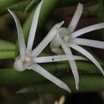 Afropectinariella doratophylla Flower