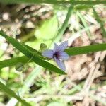 Sisyrinchium rosulatum Цветок