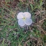 Oenothera tetraptera Kvet
