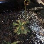 Drosera dielsiana Blatt