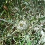 Cirsium echinatum 花