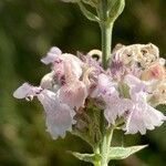 Nepeta nepetella 花