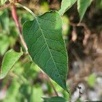 Fallopia baldschuanica Hoja