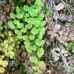 Adiantum capillus-veneris Лист