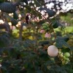 Symphoricarpos albusFrukt