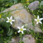 Cerastium holosteoides പുഷ്പം