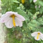 Kosteletzkya pentacarpos Kwiat