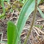 Plantago atrata Blad