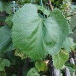 Vitis vulpinaLeaf