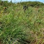 Eragrostis curvula Habitat