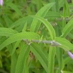 Salvia leucantha पत्ता