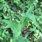 Turritis brassica Leaf