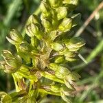 Neottia ovata Flower