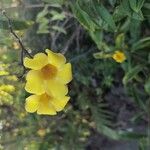 Allamanda cathartica 花