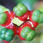 Clerodendrum buchananii Fruto