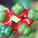 Clerodendrum buchananii Frukt