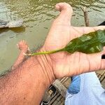 Potamogeton lucens Leaf