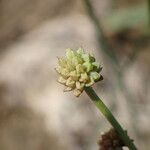 Baldellia ranunculoides Frutto