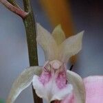 Oeceoclades maculata Virág