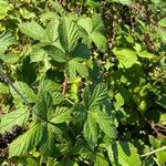 Rubus divaricatus Leaf