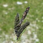 Carex atrata Blüte