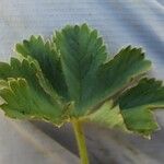 Alchemilla glaucescens Hostoa