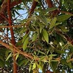 Ficus cordata Hoja