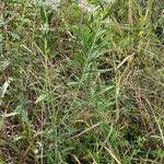 Eupatorium altissimum Leaf