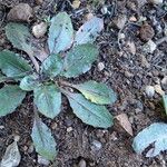 Taraxacum obovatum Yaprak
