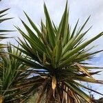 Yucca guatemalensis Outro