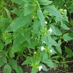 Mimulus alatus Blatt