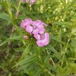 Dianthus barbatus Flor