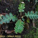 Asplenium aureum Buveinė