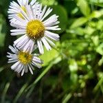 Erigeron pulchellus 花