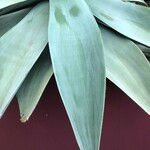 Agave guiengola Blad