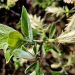 Salix glauca ഇല