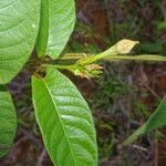 Mandevilla hirsuta List