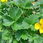 Potentilla megalantha Leaf