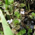 Bacopa salzmannii Habitus