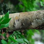 Cynometra mannii Rinde