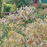 Clematis flammulaFruit