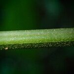 Pteris linearis Leaf