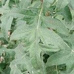 Echinops bannaticus Likasa