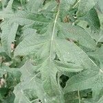 Echinops bannaticus Leaf