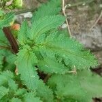 Scrophularia trifoliata Fuelha