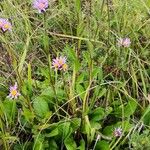 Aster amellus Blatt