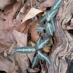 Chimaphila maculata Leaf