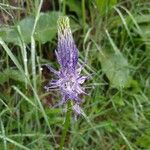 Phyteuma betonicifolium Flor